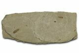 Fossil Insect (Ant and Beetle) Plate - Utah #368766-1